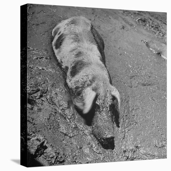 Hog Weighing 200 Lbs. Wallowing in a Mud Pile-Bob Landry-Stretched Canvas
