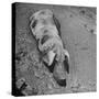 Hog Weighing 200 Lbs. Wallowing in a Mud Pile-Bob Landry-Stretched Canvas