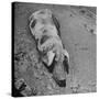 Hog Weighing 200 Lbs. Wallowing in a Mud Pile-Bob Landry-Stretched Canvas