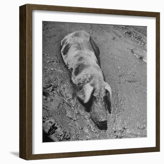 Hog Weighing 200 Lbs. Wallowing in a Mud Pile-Bob Landry-Framed Premium Photographic Print