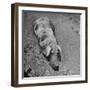 Hog Weighing 200 Lbs. Wallowing in a Mud Pile-Bob Landry-Framed Premium Photographic Print