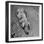 Hog Weighing 200 Lbs. Wallowing in a Mud Pile-Bob Landry-Framed Premium Photographic Print