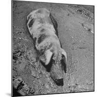 Hog Weighing 200 Lbs. Wallowing in a Mud Pile-Bob Landry-Mounted Premium Photographic Print