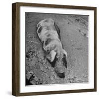 Hog Weighing 200 Lbs. Wallowing in a Mud Pile-Bob Landry-Framed Photographic Print