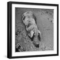 Hog Weighing 200 Lbs. Wallowing in a Mud Pile-Bob Landry-Framed Photographic Print