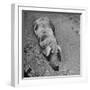 Hog Weighing 200 Lbs. Wallowing in a Mud Pile-Bob Landry-Framed Photographic Print