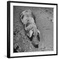 Hog Weighing 200 Lbs. Wallowing in a Mud Pile-Bob Landry-Framed Photographic Print