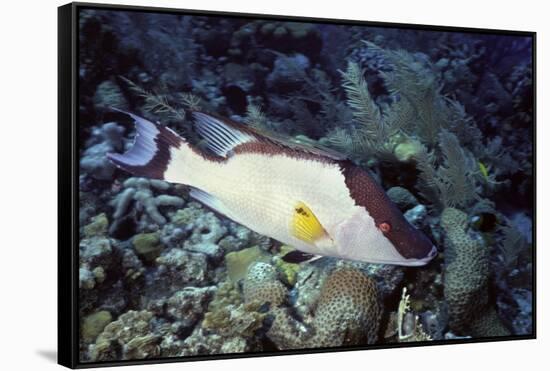 Hogfish-Hal Beral-Framed Stretched Canvas