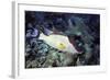 Hogfish-Hal Beral-Framed Photographic Print