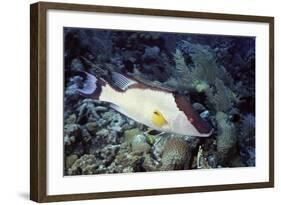 Hogfish-Hal Beral-Framed Photographic Print