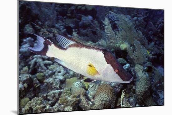 Hogfish-Hal Beral-Mounted Photographic Print