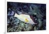 Hogfish-Hal Beral-Framed Photographic Print