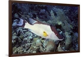 Hogfish-Hal Beral-Framed Photographic Print