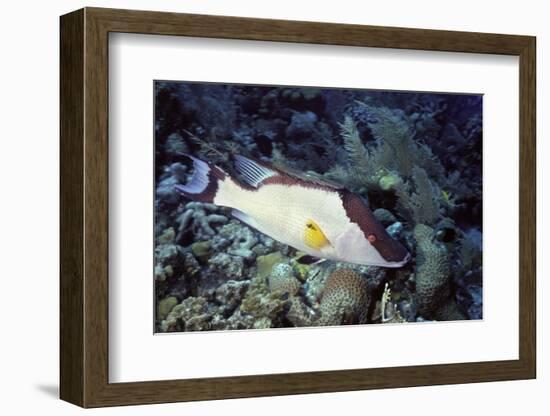 Hogfish-Hal Beral-Framed Photographic Print