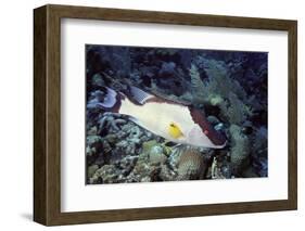 Hogfish-Hal Beral-Framed Photographic Print