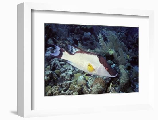 Hogfish-Hal Beral-Framed Photographic Print