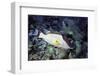 Hogfish-Hal Beral-Framed Photographic Print