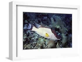 Hogfish-Hal Beral-Framed Photographic Print