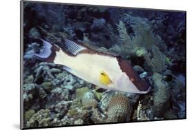Hogfish-Hal Beral-Mounted Photographic Print