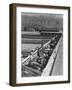 Hogs in pens being tended at Manzanar, 1943-Ansel Adams-Framed Photographic Print