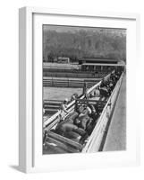 Hogs in pens being tended at Manzanar, 1943-Ansel Adams-Framed Photographic Print