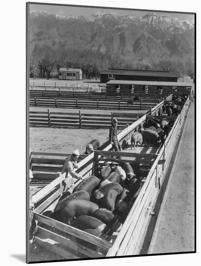 Hogs in pens being tended at Manzanar, 1943-Ansel Adams-Mounted Photographic Print