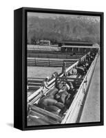 Hogs in pens being tended at Manzanar, 1943-Ansel Adams-Framed Stretched Canvas