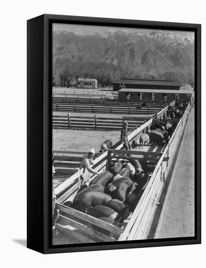 Hogs in pens being tended at Manzanar, 1943-Ansel Adams-Framed Stretched Canvas