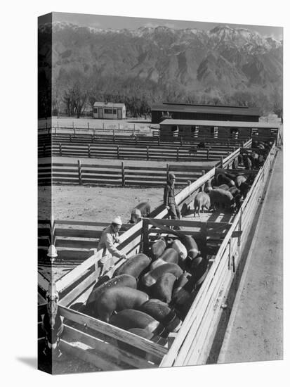 Hogs in pens being tended at Manzanar, 1943-Ansel Adams-Stretched Canvas