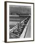 Hogs in pens being tended at Manzanar, 1943-Ansel Adams-Framed Photographic Print