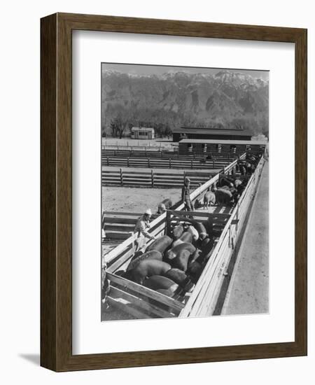 Hogs in pens being tended at Manzanar, 1943-Ansel Adams-Framed Photographic Print