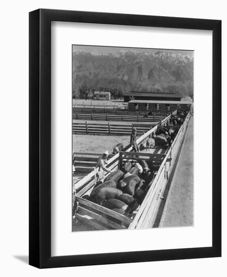 Hogs in pens being tended at Manzanar, 1943-Ansel Adams-Framed Photographic Print