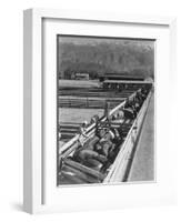 Hogs in pens being tended at Manzanar, 1943-Ansel Adams-Framed Photographic Print