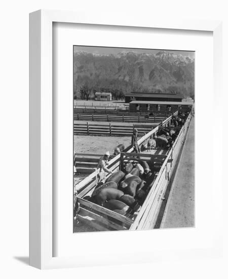 Hogs in pens being tended at Manzanar, 1943-Ansel Adams-Framed Photographic Print