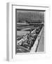 Hogs in pens being tended at Manzanar, 1943-Ansel Adams-Framed Photographic Print