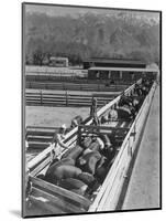 Hogs in pens being tended at Manzanar, 1943-Ansel Adams-Mounted Photographic Print