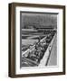 Hogs in pens being tended at Manzanar, 1943-Ansel Adams-Framed Premium Photographic Print