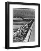 Hogs in pens being tended at Manzanar, 1943-Ansel Adams-Framed Premium Photographic Print