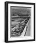 Hogs in pens being tended at Manzanar, 1943-Ansel Adams-Framed Premium Photographic Print