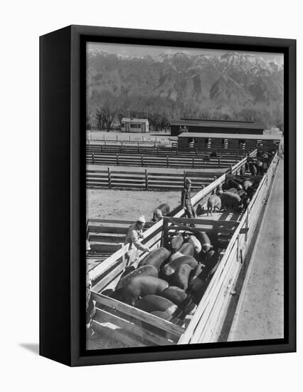 Hogs in pens being tended at Manzanar, 1943-Ansel Adams-Framed Stretched Canvas