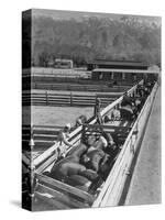 Hogs in pens being tended at Manzanar, 1943-Ansel Adams-Stretched Canvas