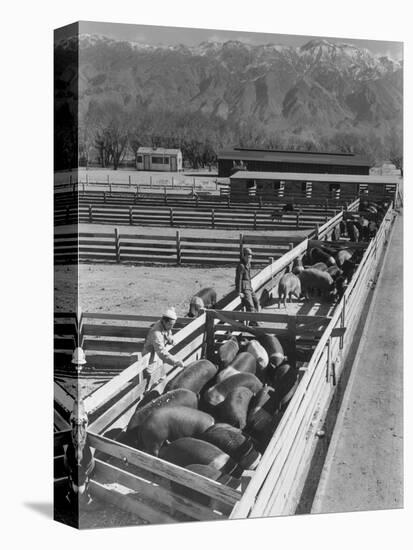 Hogs in pens being tended at Manzanar, 1943-Ansel Adams-Stretched Canvas