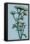 Hogweed  acrylic on board-Sarah Thompson-Engels-Framed Stretched Canvas