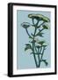 Hogweed  acrylic on board-Sarah Thompson-Engels-Framed Giclee Print