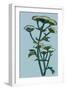 Hogweed  acrylic on board-Sarah Thompson-Engels-Framed Giclee Print