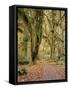 Hoh Rain Forest, Olympic National Park, Washington State, Usa-Gerry Reynolds-Framed Stretched Canvas