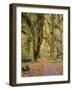 Hoh Rain Forest, Olympic National Park, Washington State, Usa-Gerry Reynolds-Framed Photographic Print