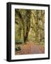 Hoh Rain Forest, Olympic National Park, Washington State, Usa-Gerry Reynolds-Framed Photographic Print