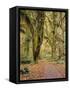 Hoh Rain Forest, Olympic National Park, Washington State, Usa-Gerry Reynolds-Framed Stretched Canvas