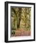 Hoh Rain Forest, Olympic National Park, Washington State, Usa-Gerry Reynolds-Framed Photographic Print